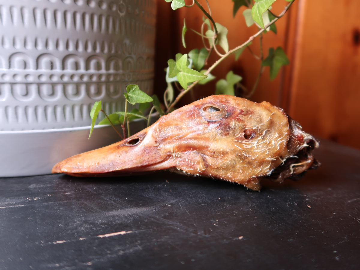 Dried duck clearance heads for dogs